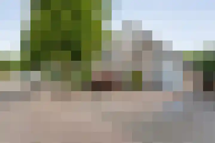 Gele Lis 33 Hardenberg thumbnail 50