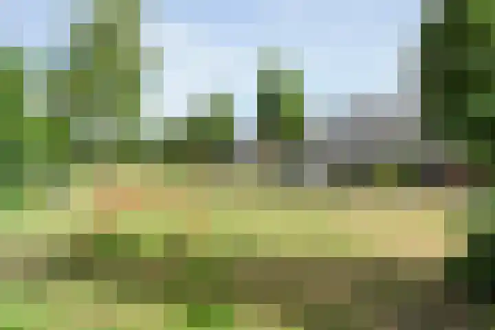 Gele Lis 33 Hardenberg thumbnail 52