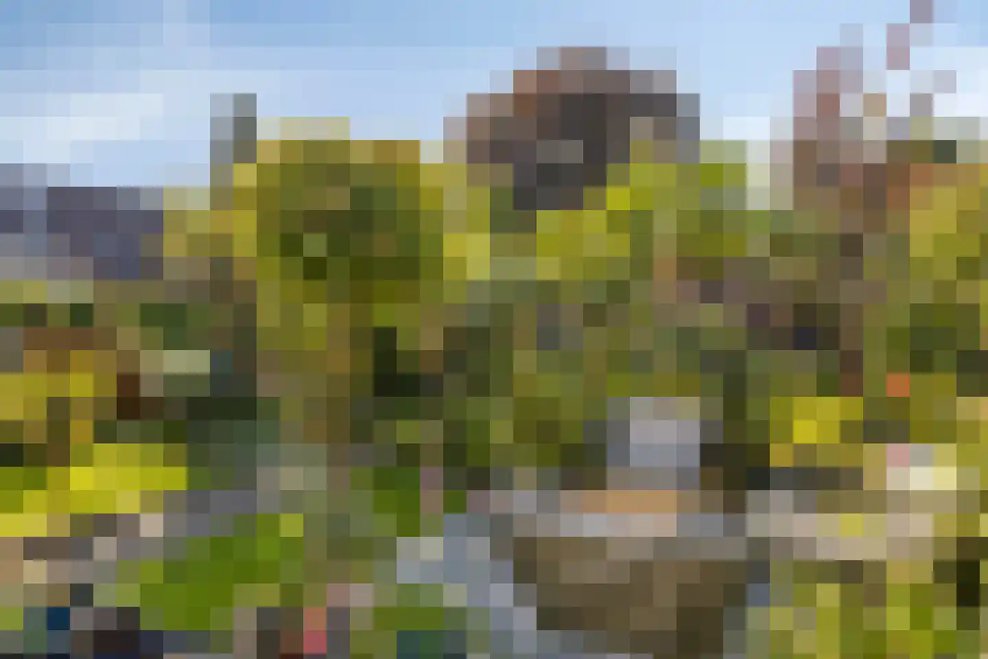 Gele lis 5 Deventer thumbnail 32
