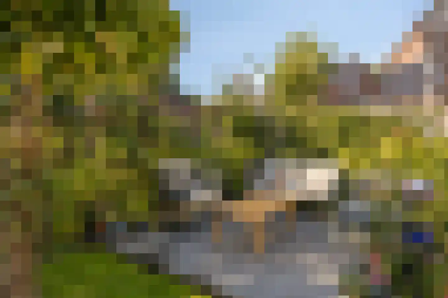 Gele lis 5 Deventer thumbnail 33