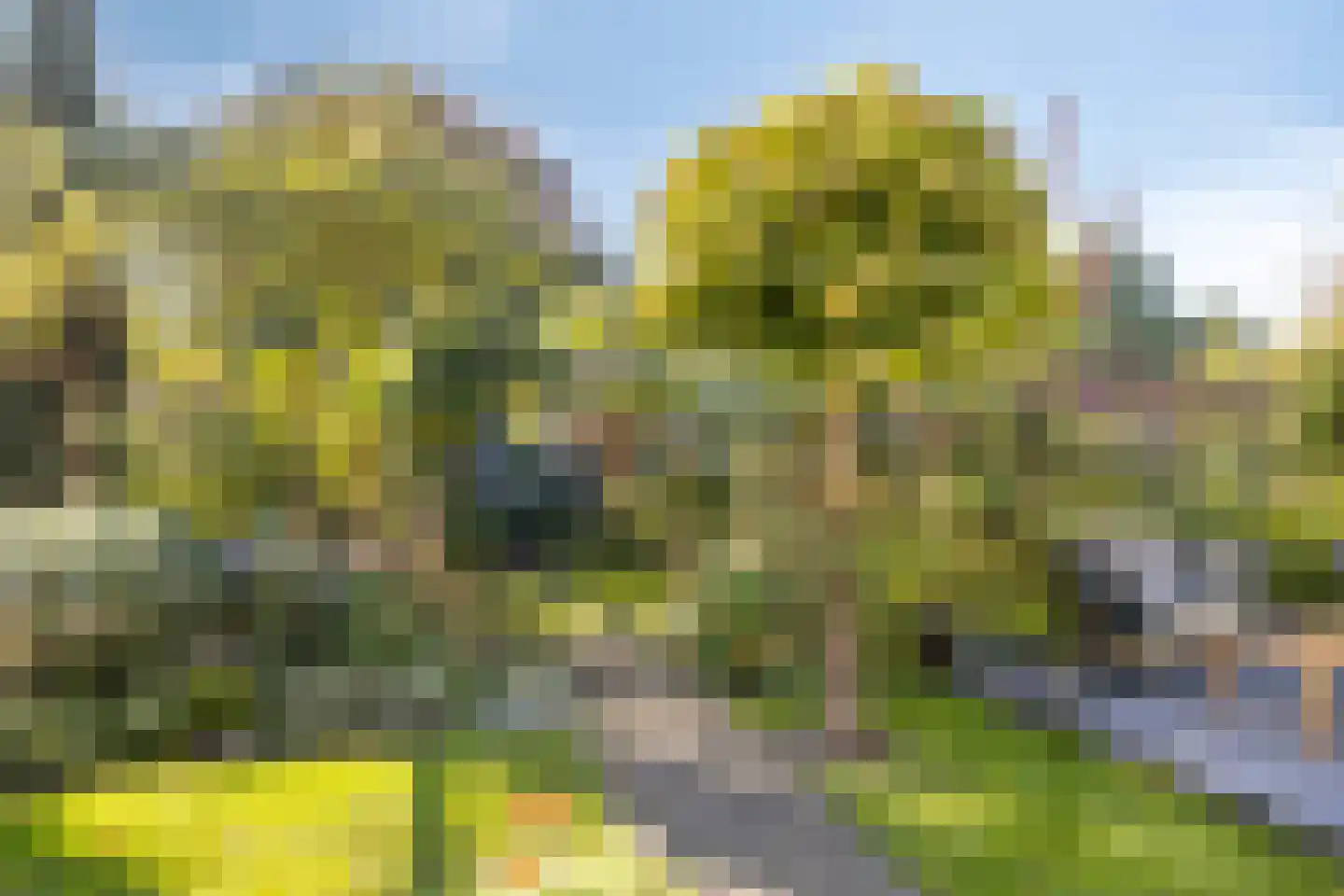 Gele lis 5 Deventer thumbnail 34
