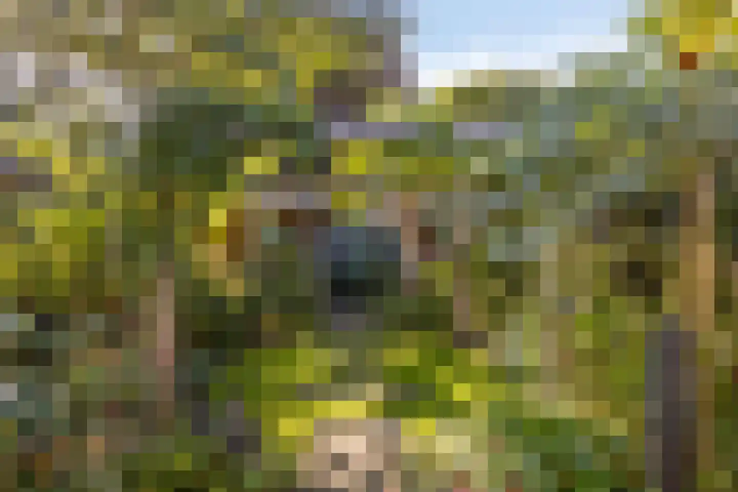 Gele lis 5 Deventer thumbnail 35
