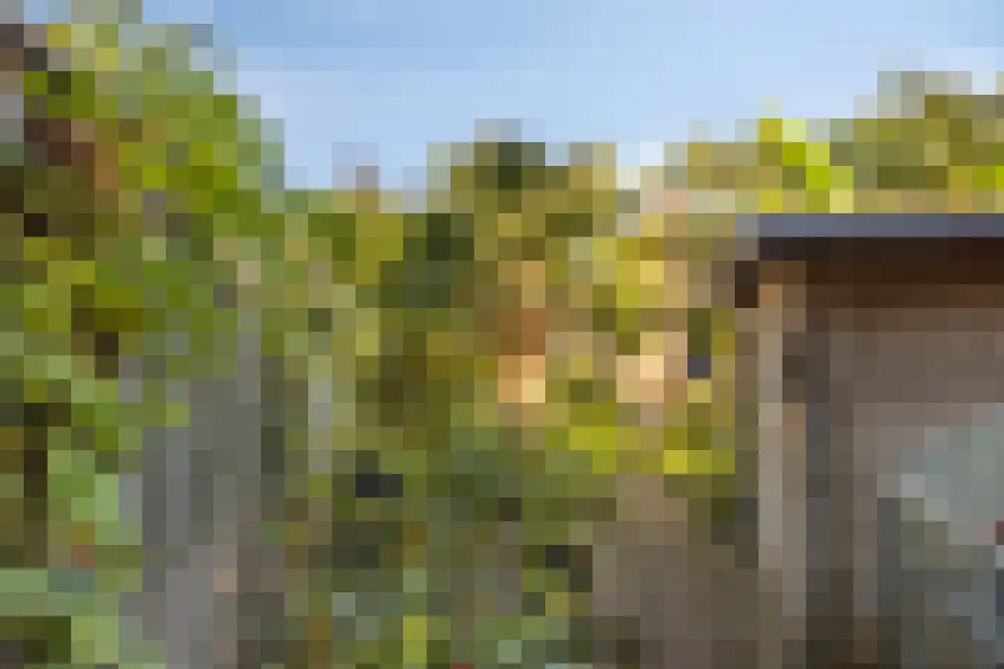 Gele lis 5 Deventer thumbnail 37