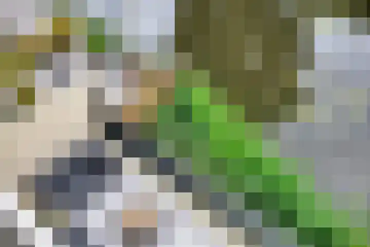 Gele Plomp 2 Amersfoort thumbnail 32