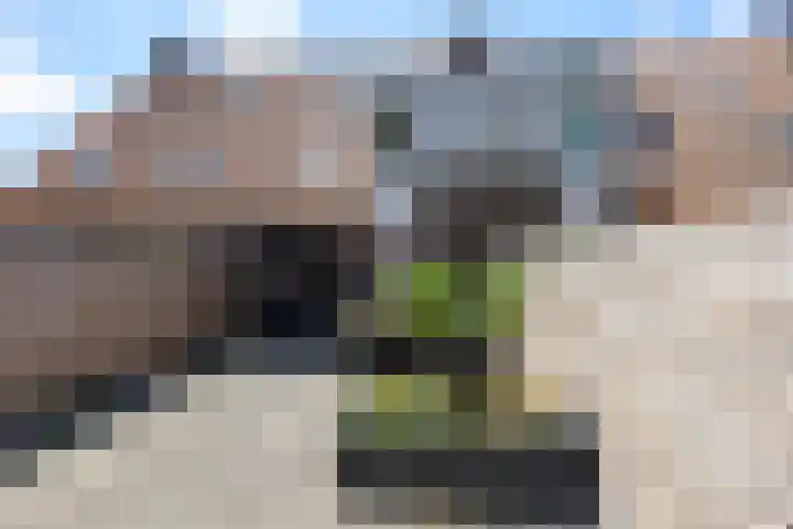 Gele Plomp 7 Naaldwijk thumbnail 12