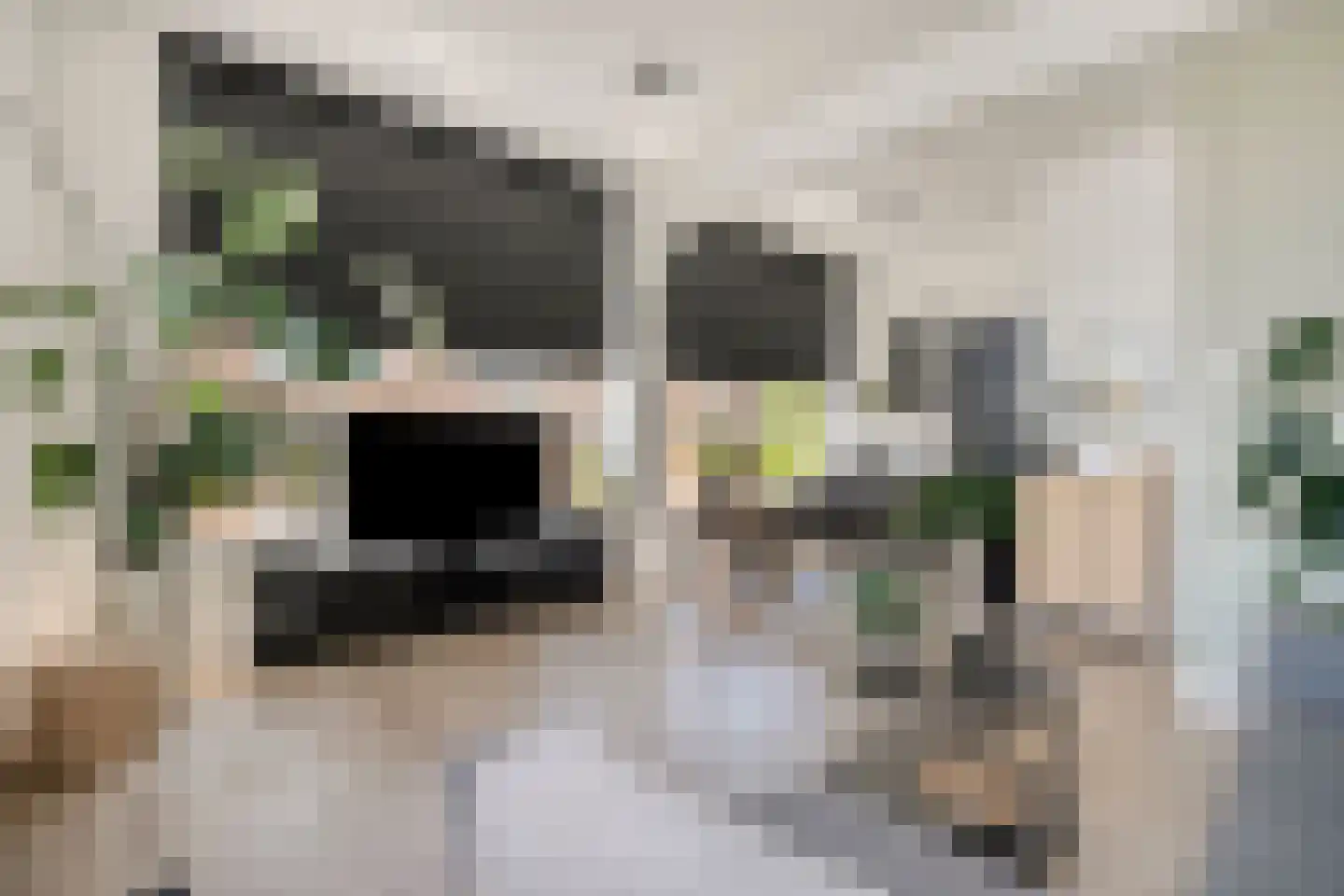 Gele Rijders Plein 16 10 Arnhem thumbnail 5