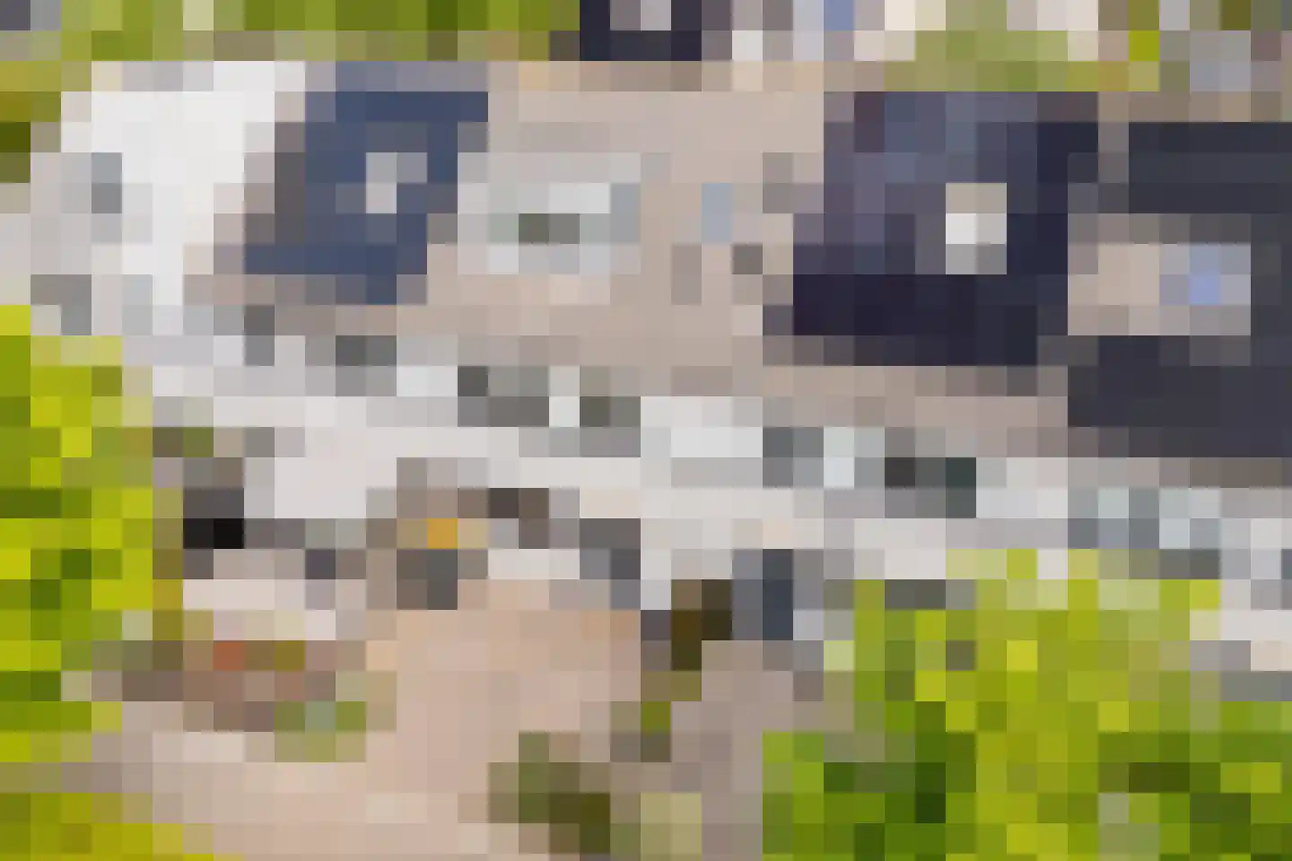 Gele Varaan 14 Heerhugowaard thumbnail 41