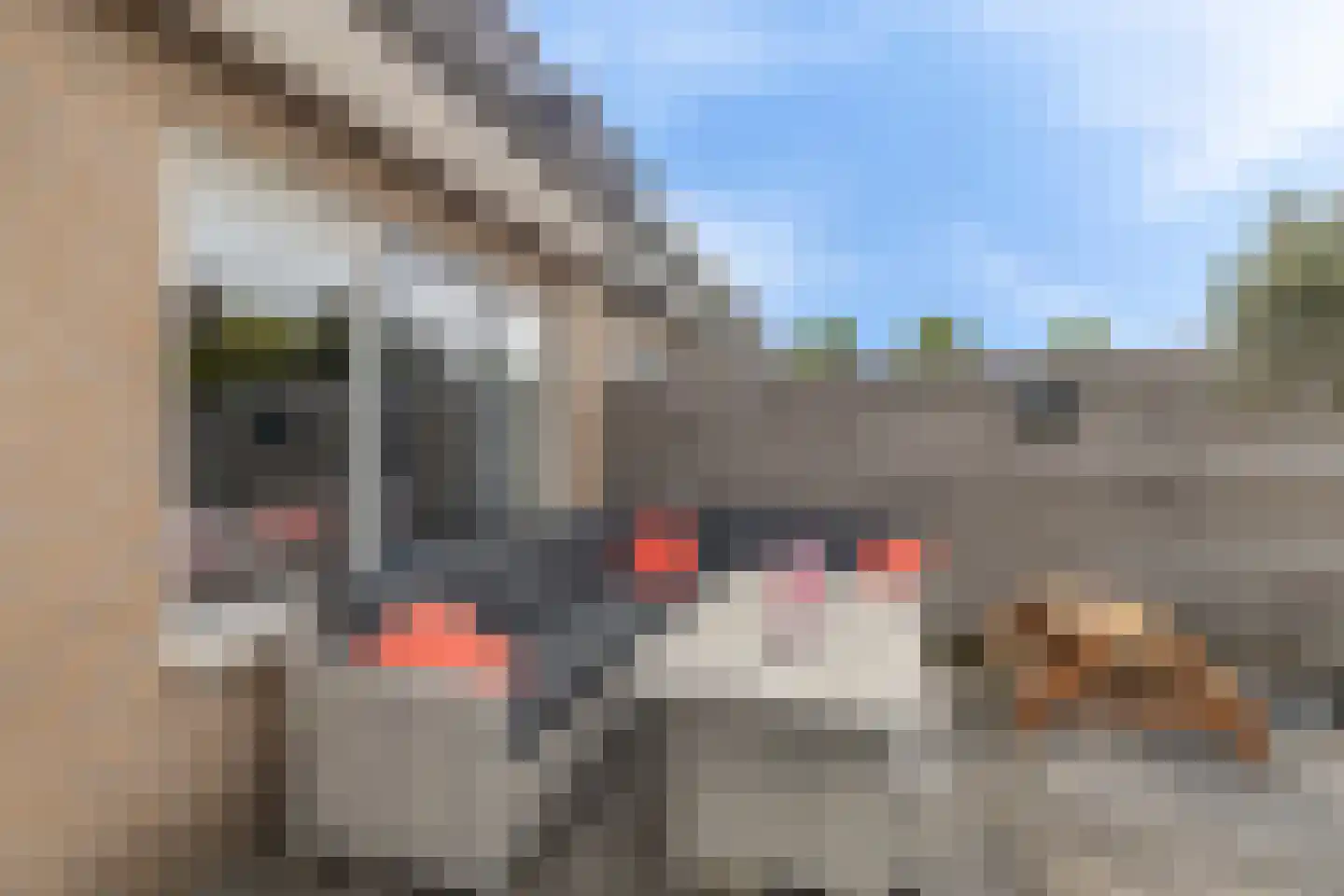 Gele Varaan 15 Heerhugowaard thumbnail 36