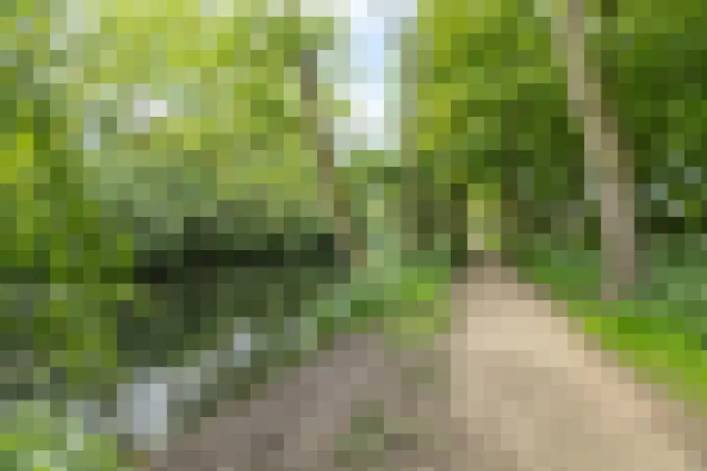 Gele Varaan 15 Heerhugowaard thumbnail 45