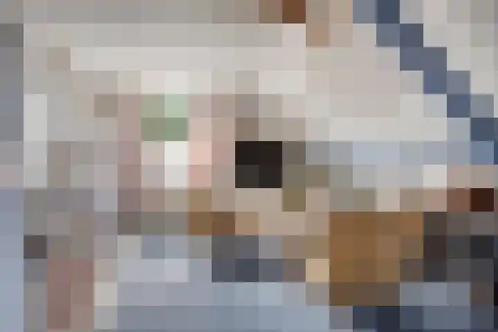 Gele Varaan 18 Heerhugowaard thumbnail 29