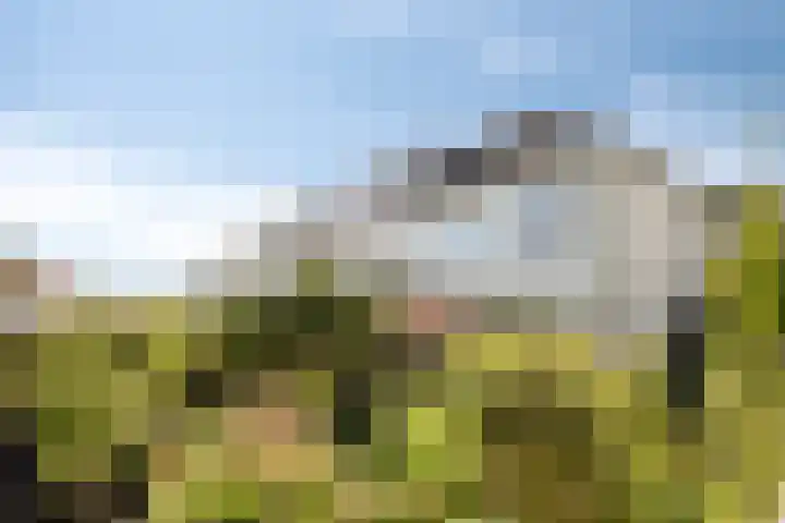 Gele Varaan 18 Heerhugowaard thumbnail 32