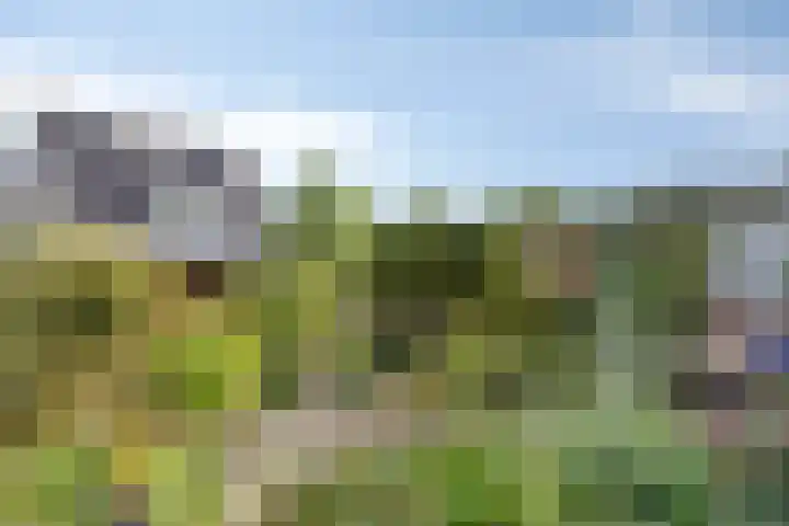 Gele Varaan 18 Heerhugowaard thumbnail 34