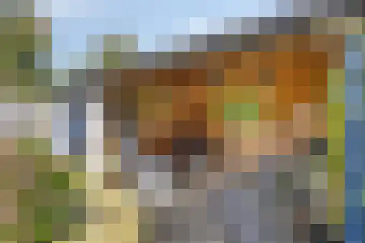 Gele Varaan 18 Heerhugowaard thumbnail 35