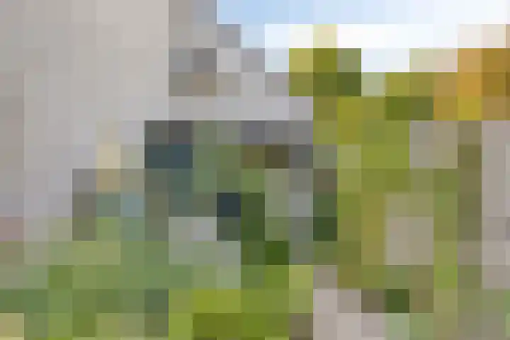 Gele Varaan 18 Heerhugowaard thumbnail 37