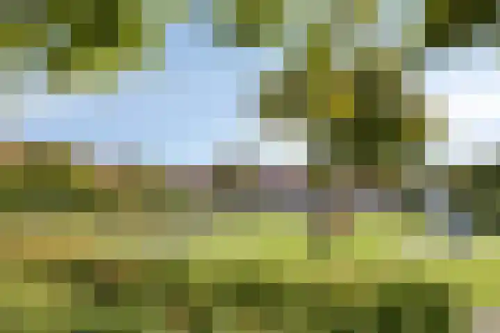 Gele Varaan 18 Heerhugowaard thumbnail 42