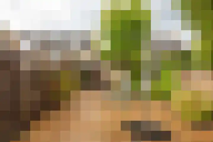 Gele Varaan 25 Heerhugowaard thumbnail 31