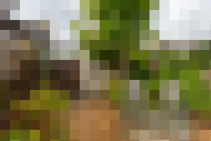 Gele Varaan 25 Heerhugowaard thumbnail 32
