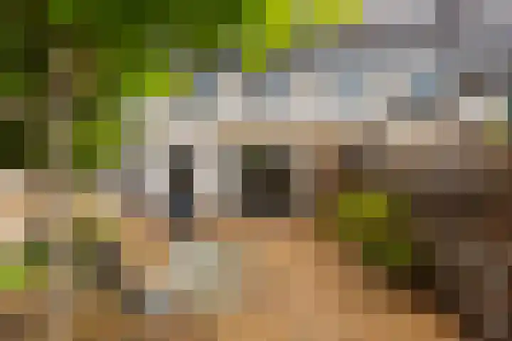 Gele Varaan 25 Heerhugowaard thumbnail 33
