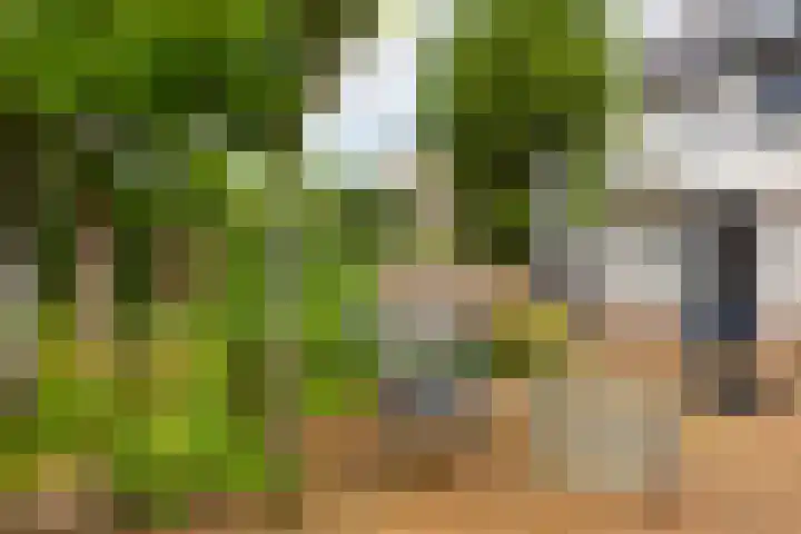 Gele Varaan 25 Heerhugowaard thumbnail 34