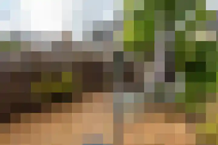 Gele Varaan 25 Heerhugowaard thumbnail 35