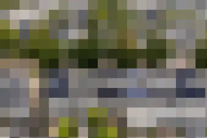 Gele Varaan 25 Heerhugowaard thumbnail 4