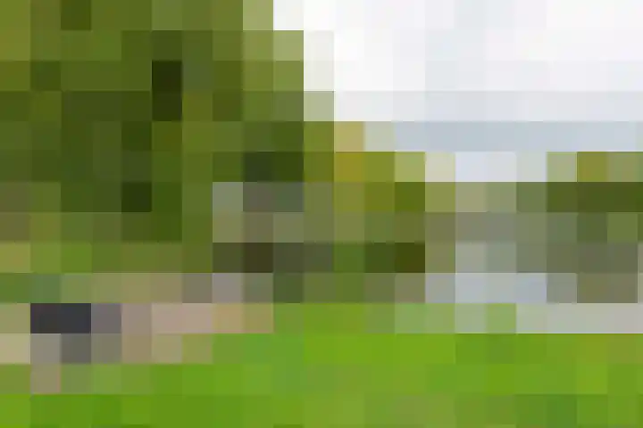 Gele Varaan 25 Heerhugowaard thumbnail 44