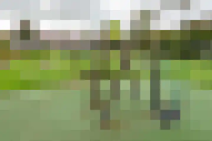 Gele Varaan 25 Heerhugowaard thumbnail 47
