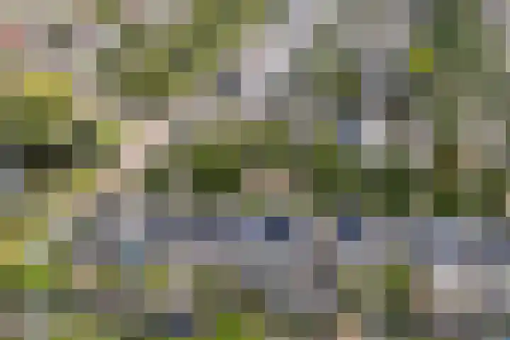 Gele Varaan 25 Heerhugowaard thumbnail 5