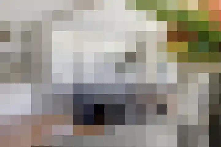 Gele Varaan 30 Heerhugowaard thumbnail 15