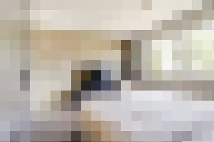 Gele Varaan 30 Heerhugowaard thumbnail 27