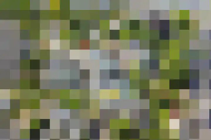 Gele Varaan 30 Heerhugowaard thumbnail 41