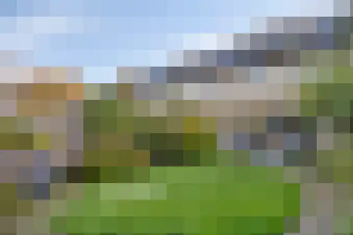 Gele Varaan 37 Heerhugowaard thumbnail 5