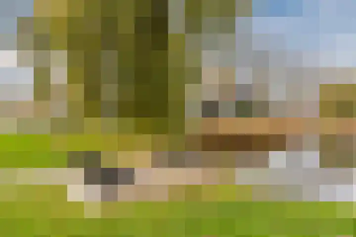Gele Varaan 54 Heerhugowaard thumbnail 52