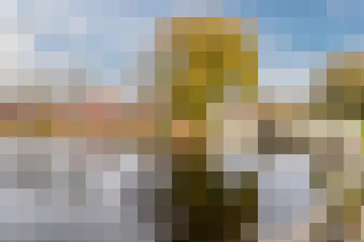 Gele Varaan 54 Heerhugowaard thumbnail 54