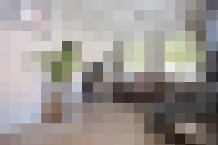 Geleijn Cornelissestraat 1 Middelharnis thumbnail 9