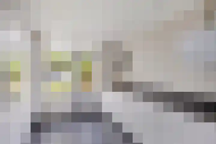 Gelreplein 40 Linne thumbnail 12