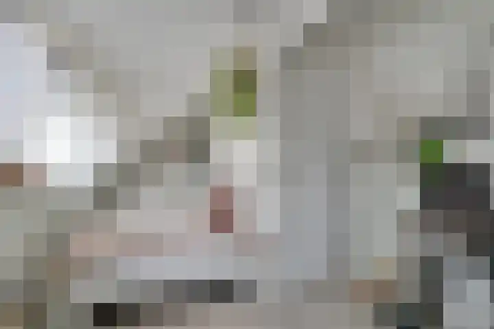 Gemaal 28 Grootebroek thumbnail 41