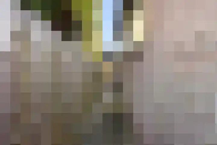 Gemeenlandsedijk Noord 7 Abbenbroek thumbnail 34