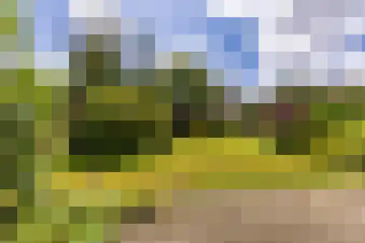 Gemene Bos 14 Bergen (NH) thumbnail 4