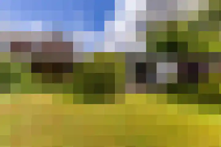 Gemene Bos 14 Bergen (NH) thumbnail 5