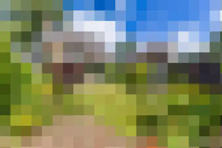 Gemene Bos 14 Bergen (NH) thumbnail 7