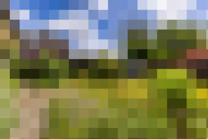 Gemene Bos 14 Bergen (NH) thumbnail 8