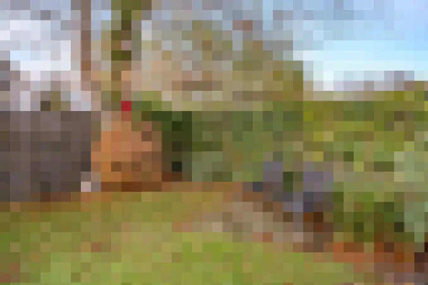 Gemene Bos 23 Bergen (NH) thumbnail 32