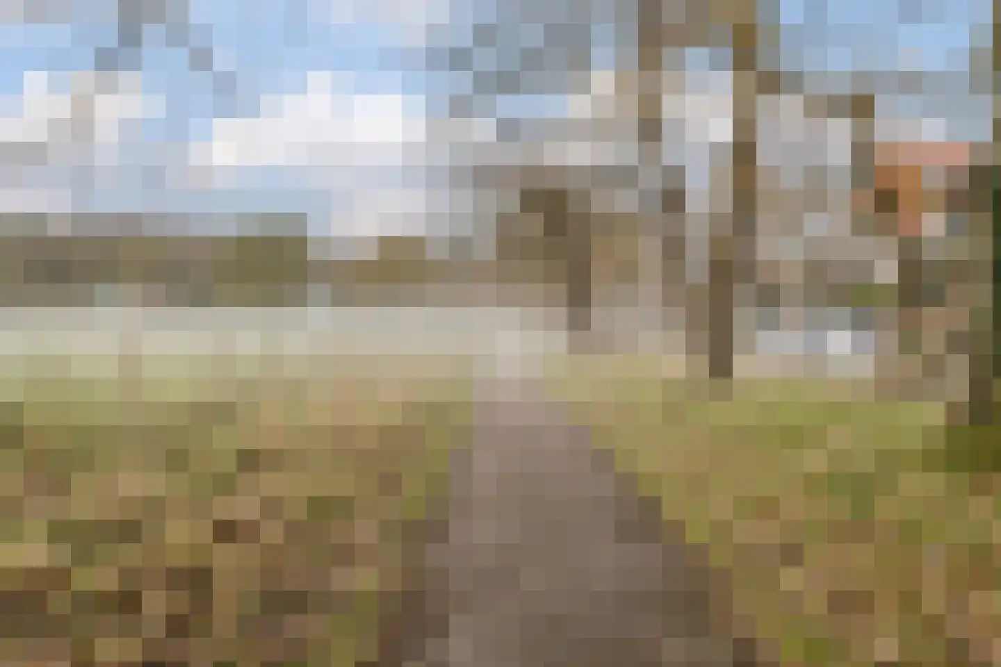 Gemene Bos 23 Bergen (NH) thumbnail 39