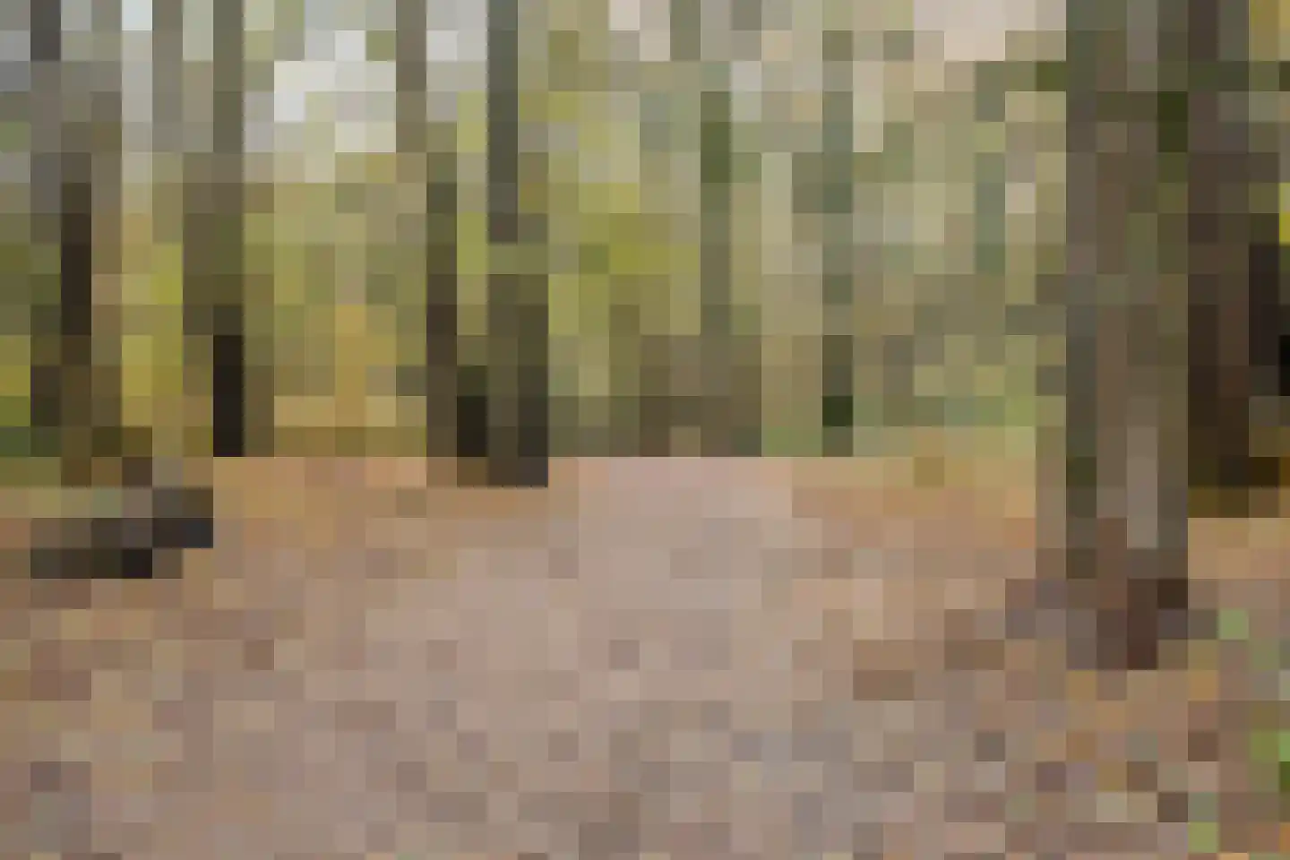 Gemene Bos 23 Bergen (NH) thumbnail 40