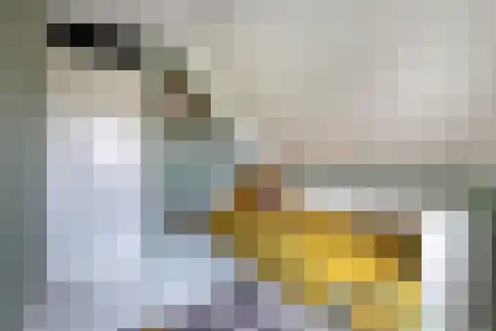 Gemini 8 Lemmer thumbnail 36