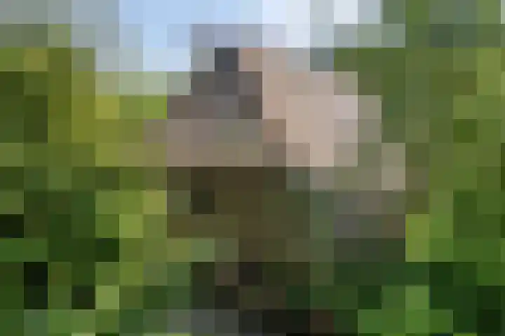 Gemondesestraat 6 Liempde thumbnail 35