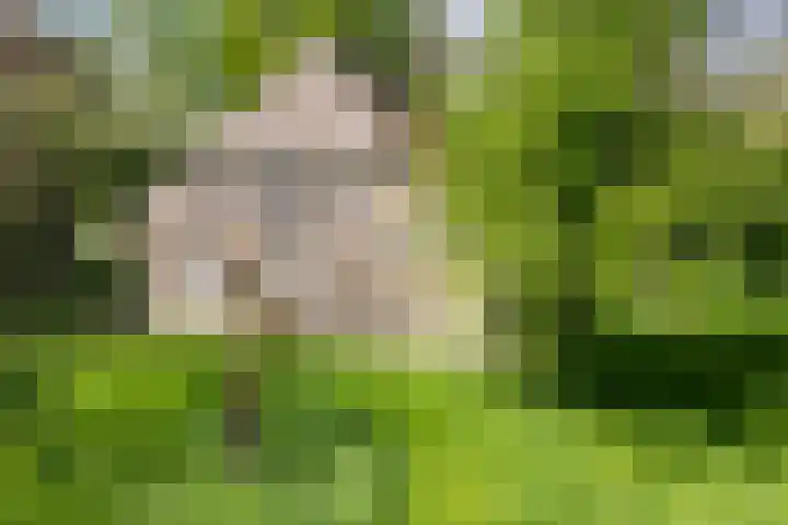 Gemondesestraat 6 Liempde thumbnail 5