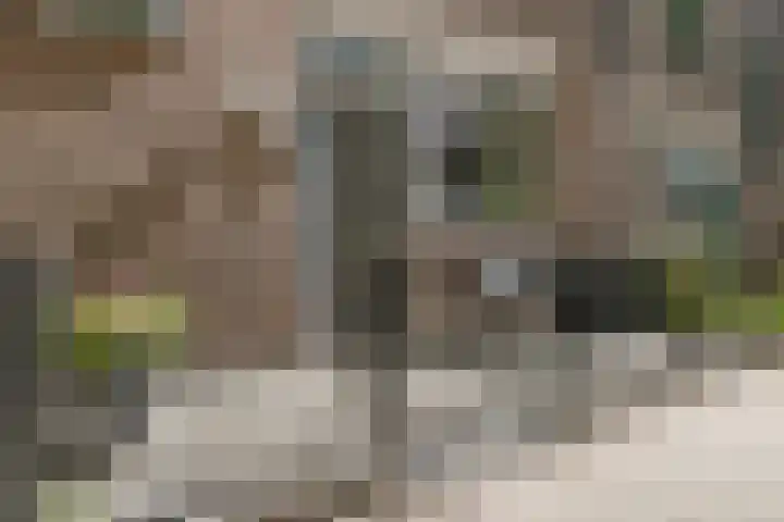 Gemshoorn 4 Rotterdam thumbnail 34