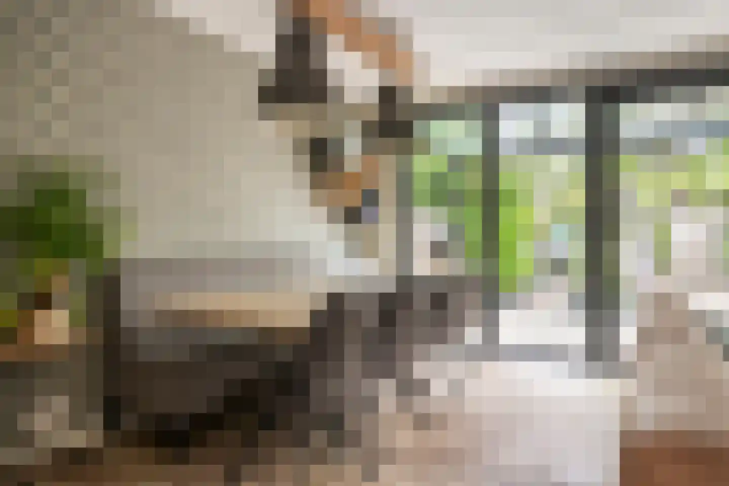 Gemshoorn 7 Soest thumbnail 5